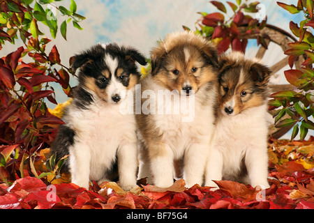 Sheltie Dog - drei Welpen sitzen im Laub Stockfoto