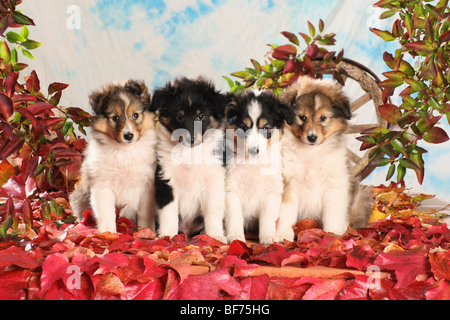 Sheltie Dog - vier Welpen sitzen im Laub Stockfoto