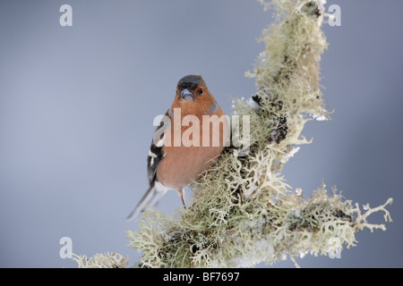 Männlichen Buchfinken (Fringilla Coelebs) thront auf einem Baum Stockfoto