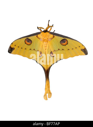 Weibliche madagassische Comet Nachtfalter, Argema Mittrei, Saturniidae, Madagaskar Stockfoto