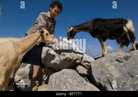 Griechin füttern Ziegen auf einem felsigen Hügel. Stockfoto