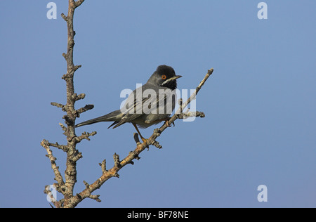 Rüppell Grasmücke Sylvia Rueppelli männlichen gehockt Lieblings Zweig Petra, Lesbos, Griechenland im April. Stockfoto