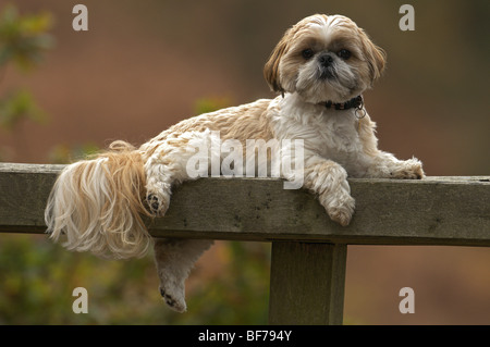 WEIBLICHEN SHIH TZU CANIS LUPUS FAMILIARIS INLÄNDISCHE HUND VERLEGUNG AUF EINER BANK IM FREIEN Stockfoto