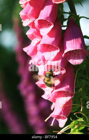 Hummel (Bombus Terrestris) besucht Fingerhut (Digitalis Purpurea) Stockfoto