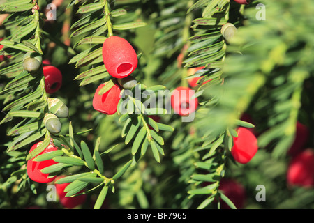 Eibe Baum Beeren (Taxus Baccata) Stockfoto