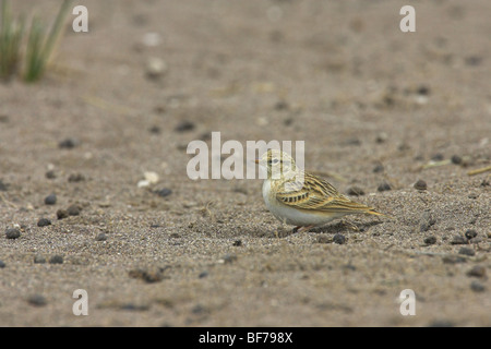 Mehr kurz-toed Lerche Calandrella Brachydactyla Erwachsenen auf sandigem Boden in Kalloni Salinen, Lesbos, Griechenland im April. Stockfoto