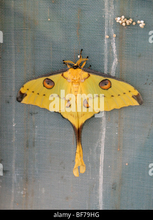 Weibliche madagassische Comet Nachtfalter, Argema Mittrei, Saturniidae. Madagaskar Stockfoto