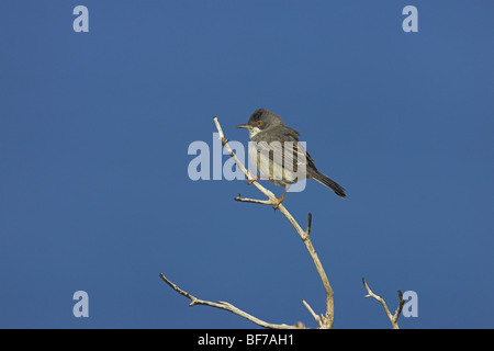 Rüppell Grasmücke Sylvia Rueppelli weibliche gehockt Lieblings Zweig Petra, Lesbos, Griechenland im April. Stockfoto