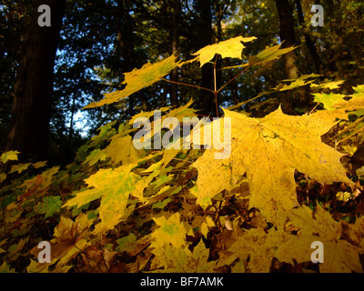 Junge Platane Zweig und Blätter während der Herbstsaison - Frankreich-Europa Stockfoto