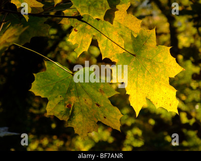 Flugzeug-Ast und Blättern auf dunklem Hintergrund während der Herbstsaison - Frankreich-Europa Stockfoto