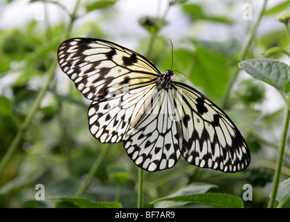 White Tree Nymph Idea Leuconoe auch Als "The Paper Kite" oder "The Rice Paper Butterfly" bekannt. Südostasiens. Stockfoto