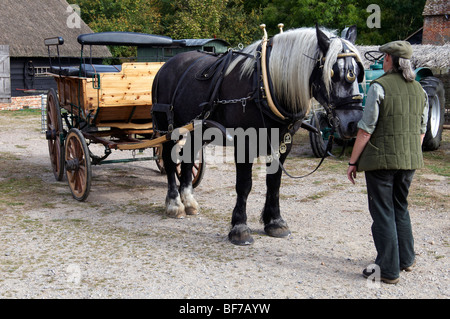 Percheron Pferd in voller Geschirr mit Wagen (Buggy). Stockfoto