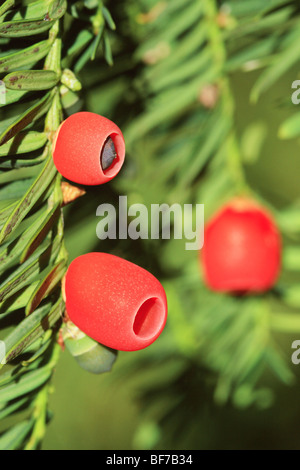 Eibe Baum Beeren (Taxus Baccata) Stockfoto