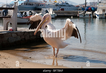 Petros der Pelikan auf der Insel Mykonos, Griechenland Stockfoto