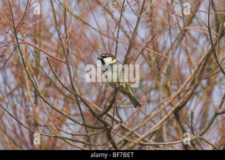 Spanisch Sparrow Passer Hispaniolensis männlichen thront im Busch in Lesbos, Griechenland im April. Stockfoto