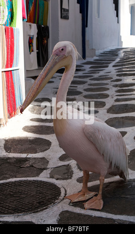 Petros der Pelikan auf der Insel Mykonos, Griechenland Stockfoto