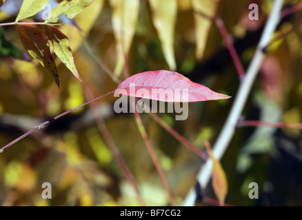 Pistacha Chinessis Chinese Pistache Anacardiaceae Baum Strauch Blätter im Herbst Farben Farben. Stockfoto