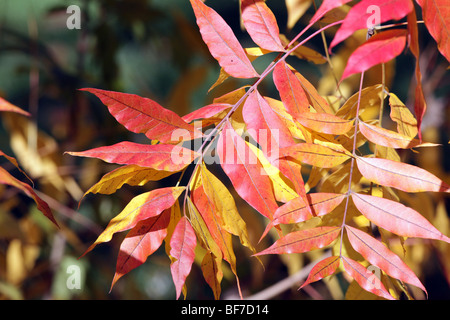Pistacha Chinessis Chinese Pistache Anacardiaceae Baum Strauch Blätter im Herbst Farben Farben. Stockfoto