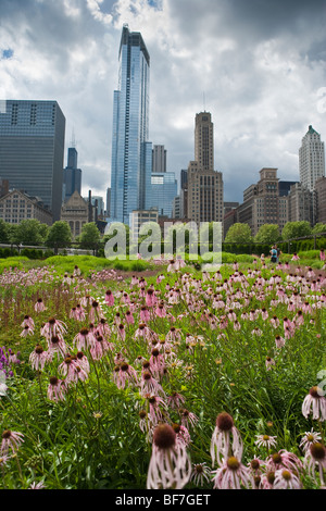 lila Kegel Blume und Betony blühen in der Lurie Garden, Millennium Park, Chicago, Illinois, Vereinigte Staaten von Amerika Stockfoto