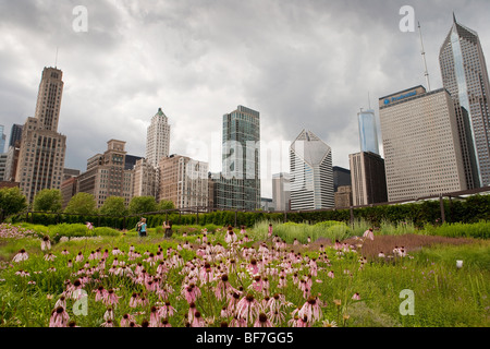 lila Kegel Blume und Betony blühen in der Lurie Garden, Millennium Park, Chicago, Illinois, Vereinigte Staaten von Amerika Stockfoto