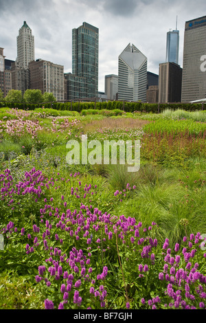 lila Kegel Blume und Betony blühen in der Lurie Garden, Millennium Park, Chicago, Illinois, Vereinigte Staaten von Amerika Stockfoto