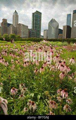 lila Kegel Blume und Betony blühen in der Lurie Garden, Millennium Park, Chicago, Illinois, Vereinigte Staaten von Amerika Stockfoto