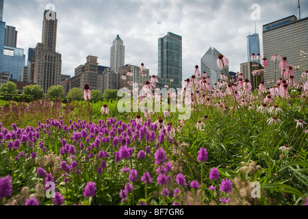 lila Kegel Blume und Betony blühen in der Lurie Garden, Millennium Park, Chicago, Illinois, Vereinigte Staaten von Amerika Stockfoto