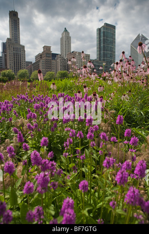 lila Kegel Blume und Betony blühen in der Lurie Garden, Millennium Park, Chicago, Illinois, Vereinigte Staaten von Amerika Stockfoto