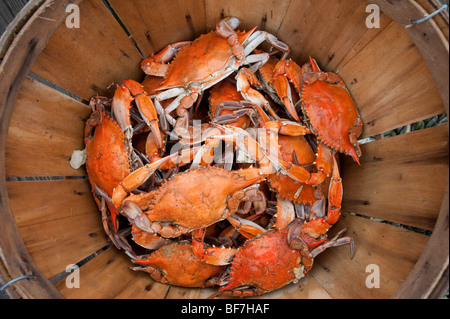 Gedämpfte Krabben, Chesapeake Bay Maryland Stockfoto