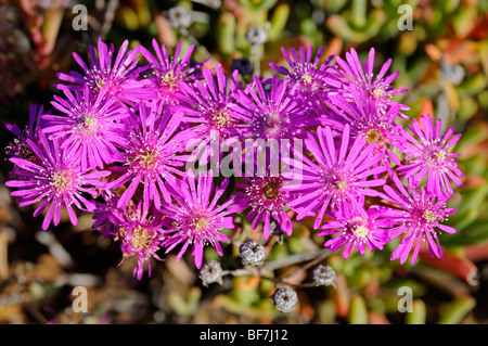 Rosae Ice Plant, Drosanthemum Hispidum, Namaqualand, Südafrika Stockfoto