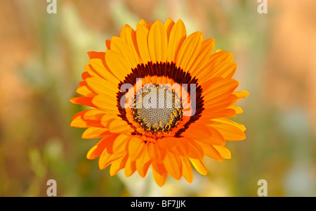 Bittergousblom, Arctotis Fastuosa, Namaqualand, Südafrika Stockfoto
