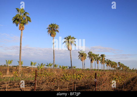 Israel, führte, Washington-Palmen (Washingtonia Robusta) in der Nähe von Hulda Wald Stockfoto