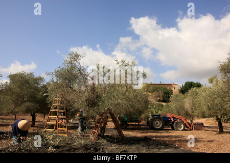 Israel, führte, Olive, Kommissionierung von den Schwestern von Bethlehem in Beth Gemal Stockfoto