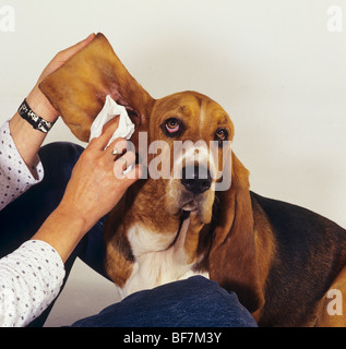 Basset Hound Dog - Reinigung der Ohren Stockfoto