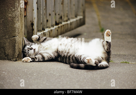 Tabby Katze - auf dem Rücken schlafen Stockfoto