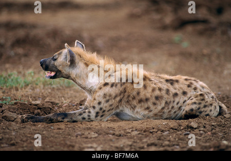 Hyäne - liegend entdeckt / Crocuta Crocuta Stockfoto
