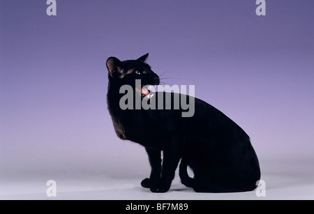 Orientalisch Kurzhaar Katze - sitzt - Ausschneiden Stockfoto