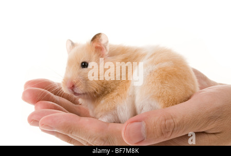 Teddybär Hamster mit weißem Hintergrund Stockfoto