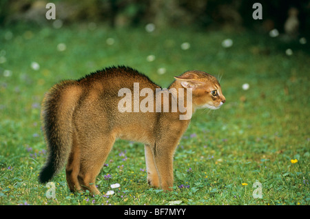 Hauskatze, Abessinier. Kätzchen boggen den Rücken und spucken Stockfoto