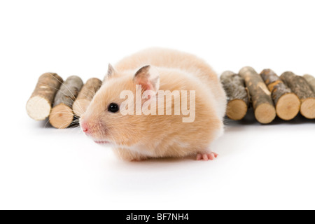 Teddybär Hamster mit weißem Hintergrund Stockfoto