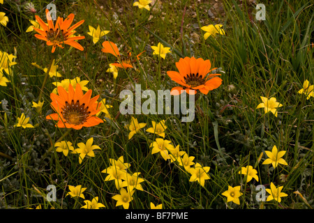 Eine orange zusammengesetzte, Gänseblümchen Familie, Gazanien Leiopoda, Südafrika Stockfoto