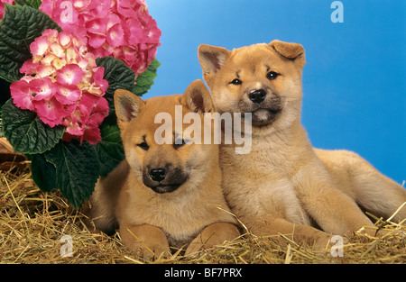 Shiba Inu Hund - zwei Welpen liegen im Stroh Stockfoto