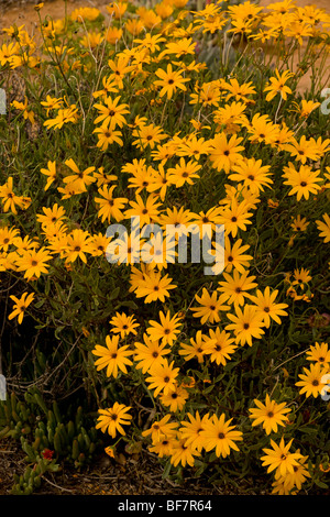 Tripteris Oppositifolia = Osteospermum; Evolviert Reserve, Namaqualand, Südafrika Stockfoto