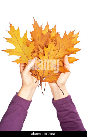 Hält eine Reihe von Herbst Blätter isolierten auf weißen Hintergrund Stockfoto