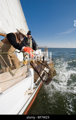 Austern auf der Skipjack Martha Lewis Baggerarbeiten Stockfoto