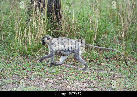 Black-Faced Vervet Affen mit baby Stockfoto