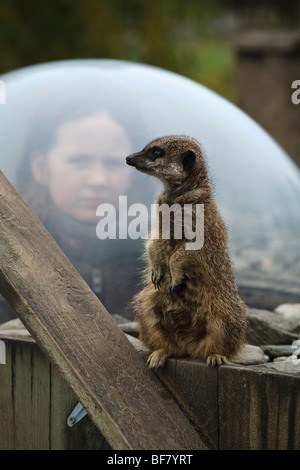 Junge Besucher der Lakeland Wildlife Oasis können die Erdmännchen hautnah und aus einem speziellen Tunnel anzeigen. Stockfoto