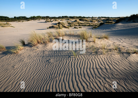 Sand-Dünen des Naturschutzgebietes Westhoek. Stockfoto