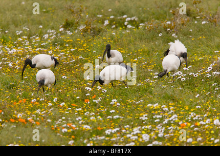 Afrikanische Sacred Ibis Threskiornis Aethiopicus, Fütterung in blumigen Weide am Postberg, West Coast National Partk, Südafrika Stockfoto