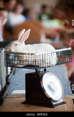 Fleisch-Kaninchen auf Skala an State Fair Stockfoto